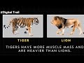 Lion vs Tiger | Who is the most formidable in hunting