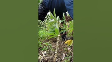 Harvesting cassava part 94 #shorts #farming #cassava #nature  #cassavaroots #cassavafarming