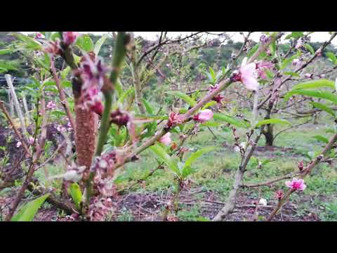 Video: ¿Por qué mi árbol de nectarina no da frutos? Tratamiento de un árbol de nectarina sin frutos