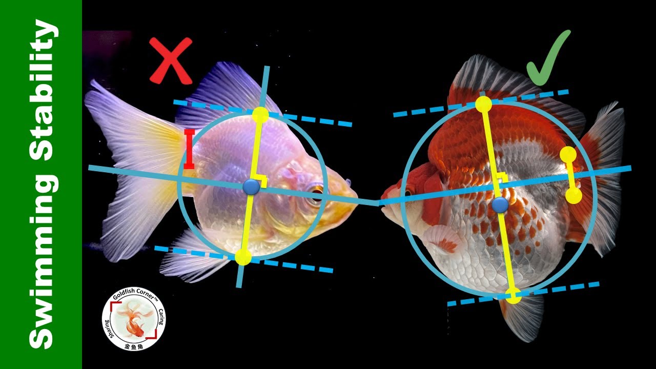 Why Goldfish Swim Head-Down? Body Shape Stability Analysis | 金鱼载头👉