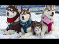 7 razze di cani che assomigliano di più ai lupi