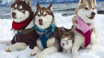 Quanti tipi di cane lupo ci sono?