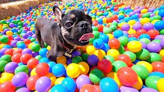 I made this adoptable French Bulldog a ball pit with 15,000 balls | Dogs Day Out I made this adoptable French Bulldog a ball pit with 15,000 balls | Dogs Day Out