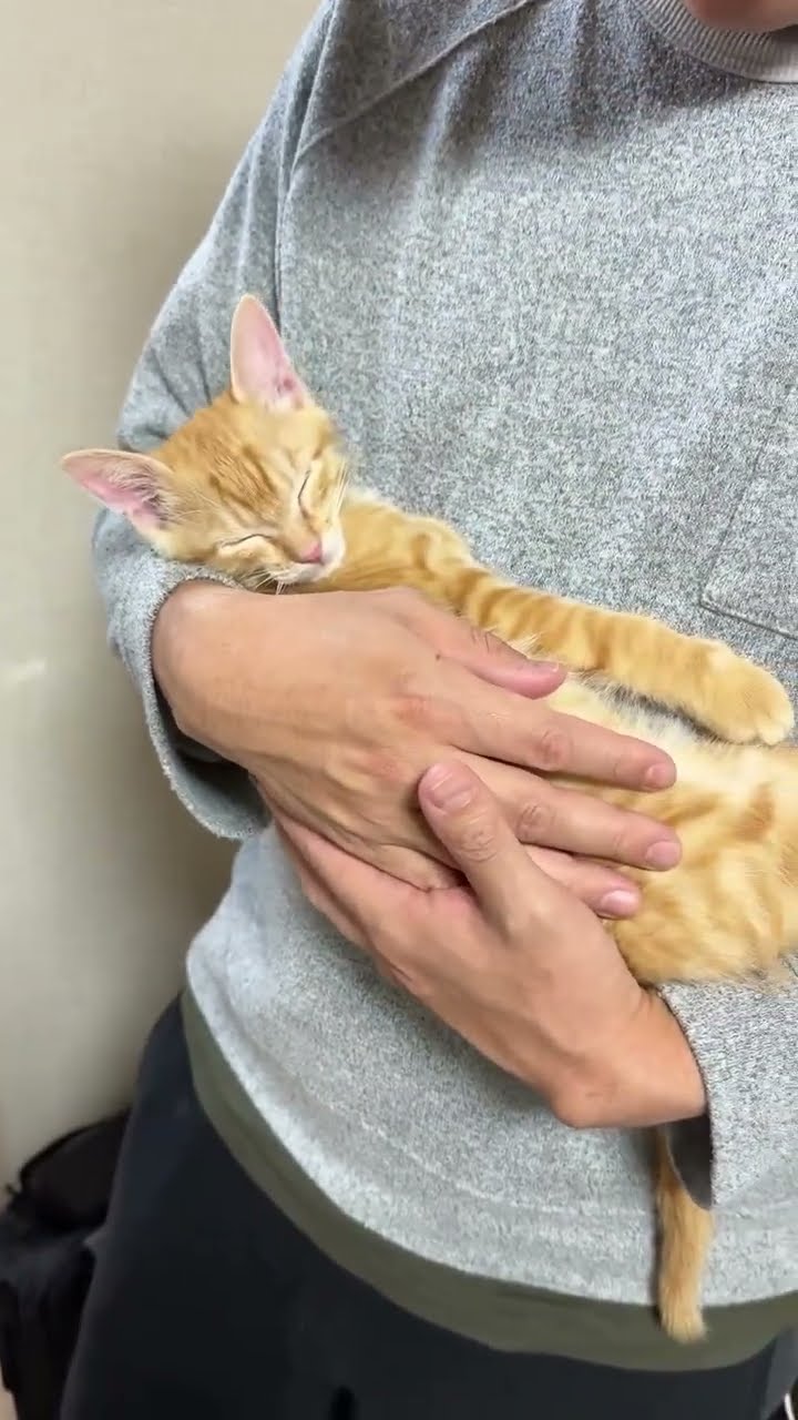 C magnifique vidéo chat nature