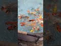 Turning a Pool into a Koi Pond 🐟