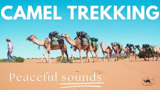 Camel Trekking Peaceful Sounds