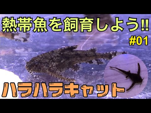 【アクアリウムを始めよう】01 ハラハラキャット水槽導入‼︎