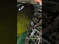 #неразлучники #попугай #гнездо #гнездование #parrot