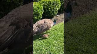 #mom #peacock with a #baby it's making chirping noises!! 😭💚 #cute #nature #canada #birds