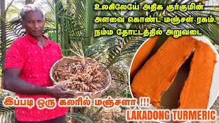 உலகிலேயே அதிக குர்குமின் அளவை கொண்ட மஞ்சள் அறுவடை. இப்படி ஒரு கலரில் மஞ்சளா!!! | Lakadong Turmeric