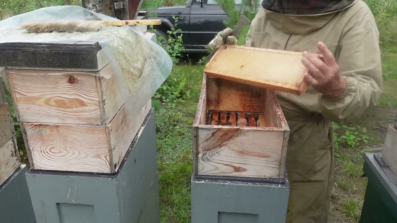 взяток в сентябре месяце, точёк на 6 ти рамочниках