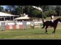 Rosthwaite al capone  4yo gelding