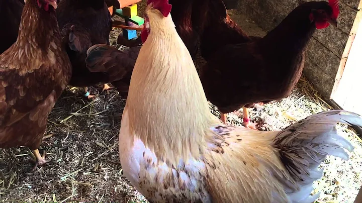 Rooster sings the Egg Song