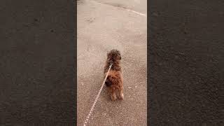 Cute lhasaapso || funny dog || #trending #viral #ytshorts #lhasaapso #pet #dog #cutepuppy #petlover