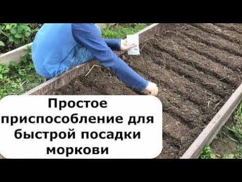 549. Морковь. Быстрый способ посадки.