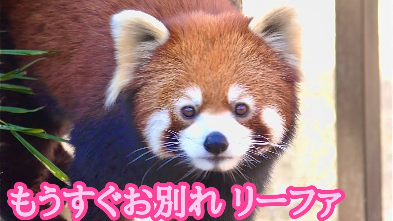レッサーパンダ リーファちゃん もうすぐお別れですね【のんほいパーク
