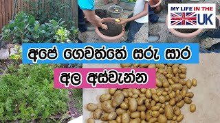 අපේ ගෙවත්තේ සරුසාර අල අස්වැන්න -  Our potato harvest