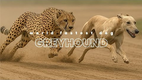 Fastest dog on Earth expalined | Greyhound | Animal Insight