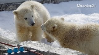 こぐまのハプニング！~Polar Bear cub happening