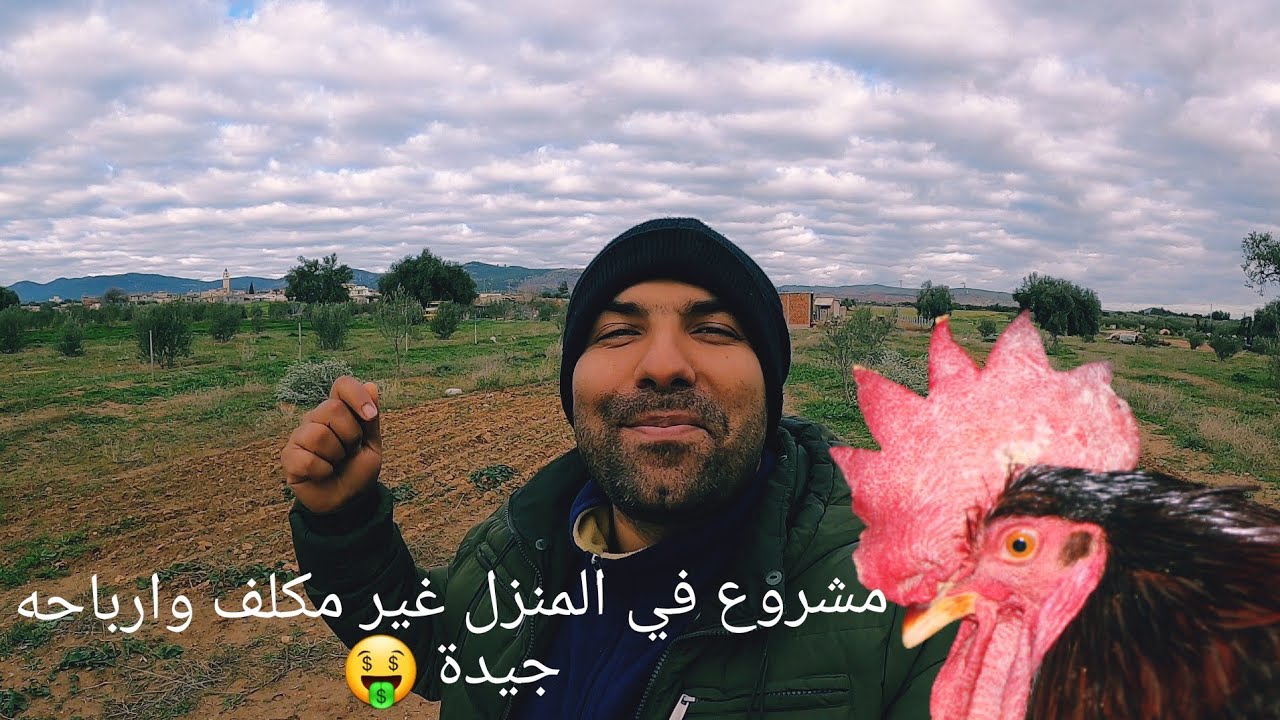 مشروع دجاج الرود ايلاند|chicken rhod island red #الحلقة 15