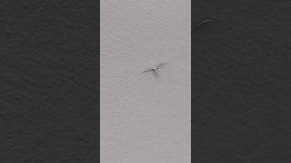 Nos Encontramos una Polilla Pluma #insectos #bichos #curiosidades #polilla #T