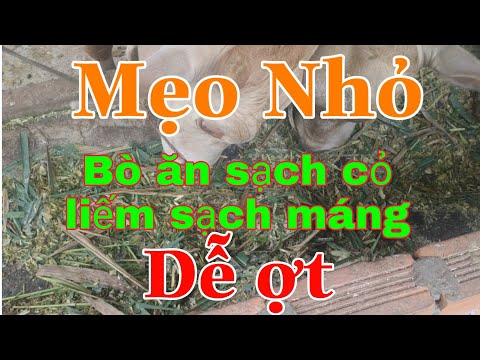 Video Nuoi bo|vỗ béo bò thịt| cách cho bò ăn không kén cỏ - youtube