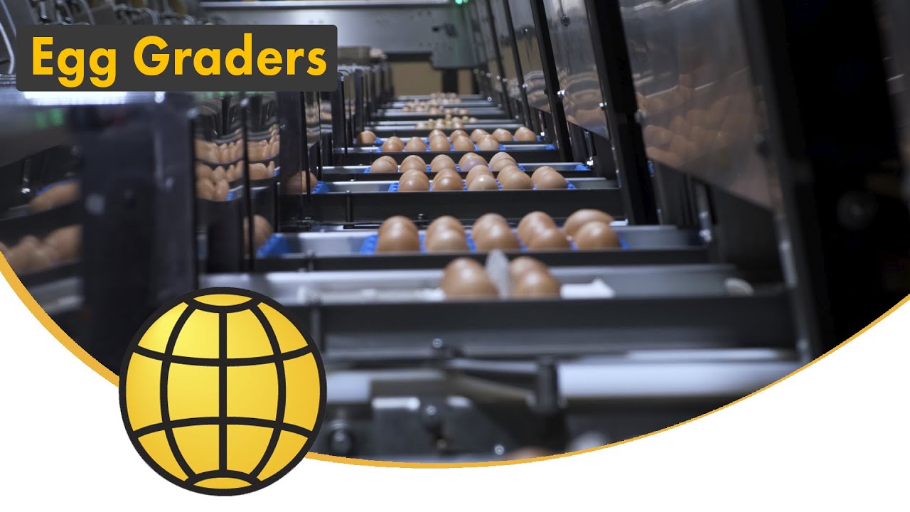 Egg Grading Machines (SANOVO TECHNOLOGY GROUP) Wide Range of Egg Graders YouTube