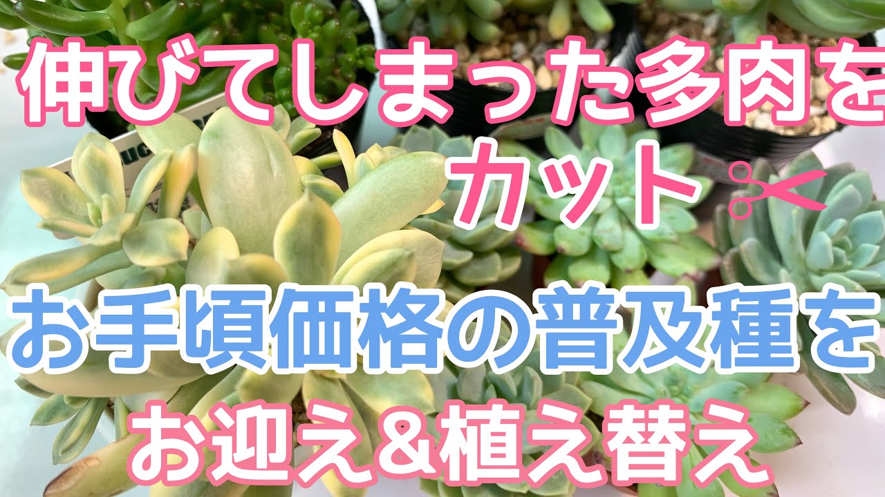 vlog#53】【多肉植物】伸びてしまったミニベル錦をカットします✂︎お