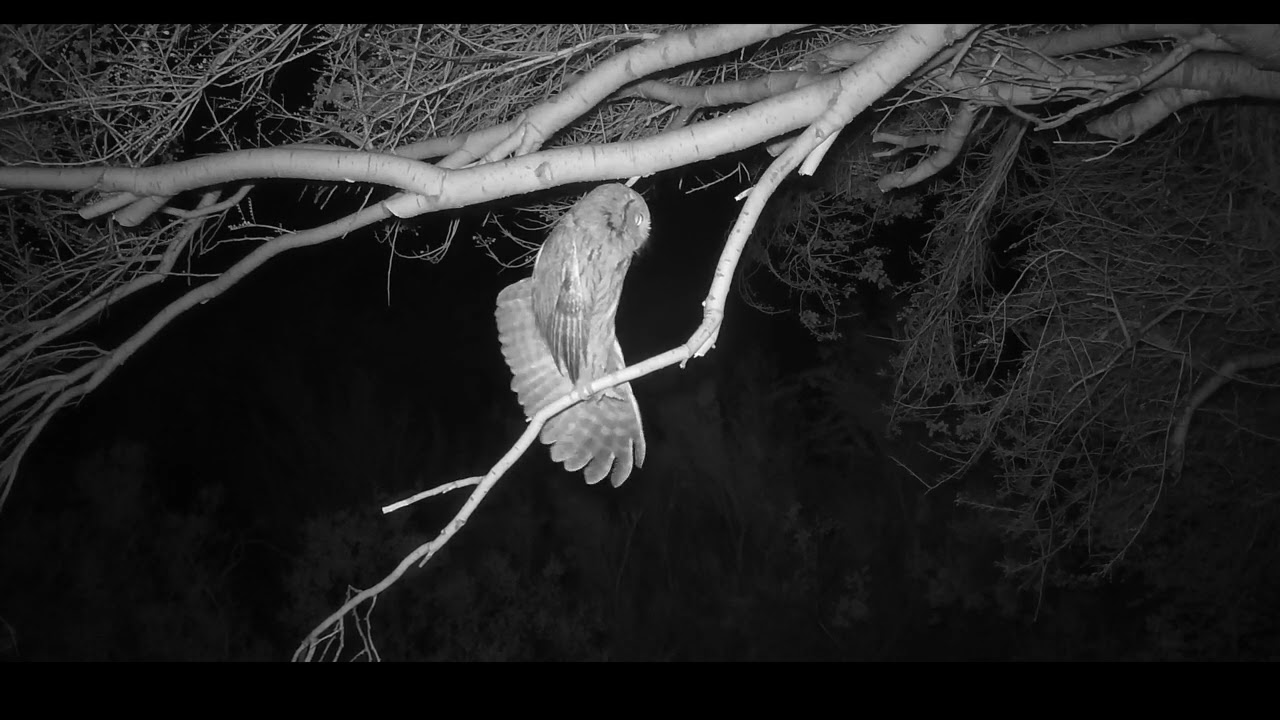 Western Screech Owl Call and Stretch