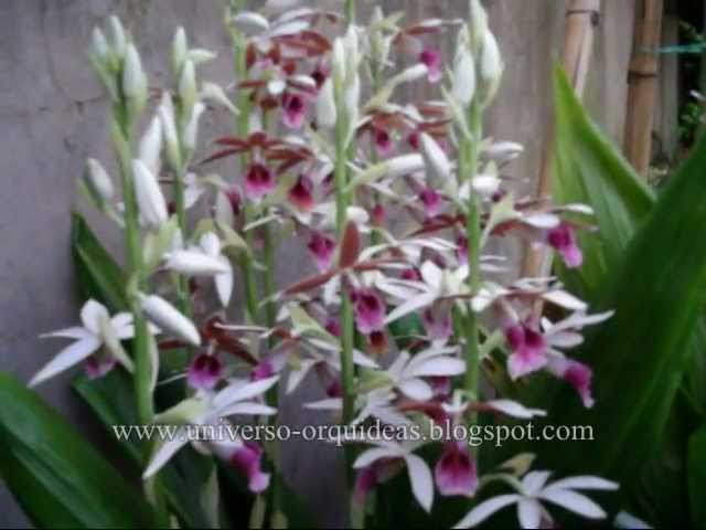 Orquideas: Video cultivo Phaius Tankervilleae - thptnganamst.edu.vn