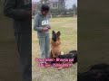 German shepherd training trending dog germanshepred doglover viral germanshepherd gsdofig