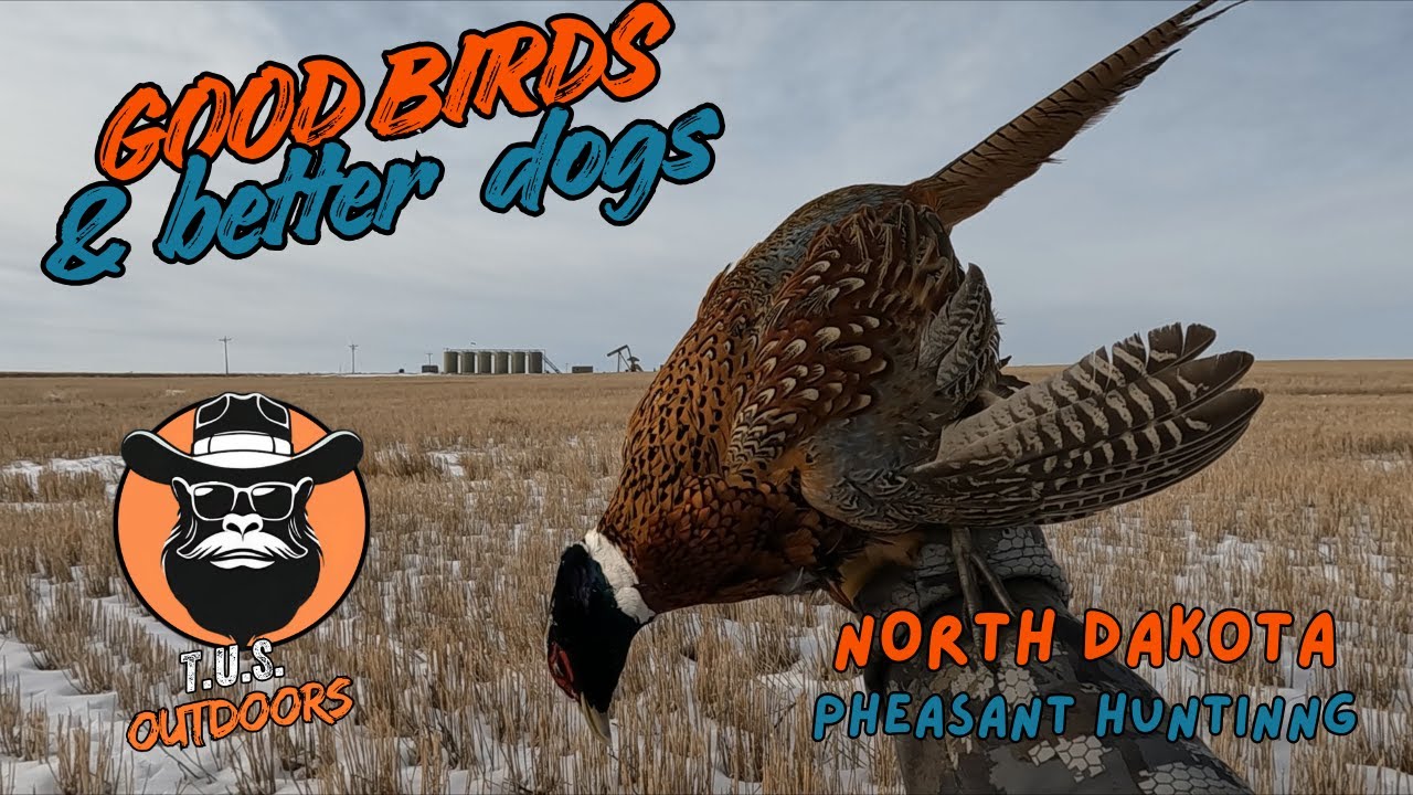 Good Birds and Better Dogs- North Dakota Pheasant Hunting and Dog Work