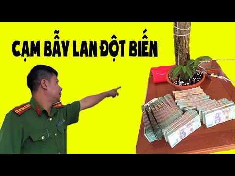 Video Công An Cảnh Báo Nguy Cơ Thổi Giá Lan Đột Biến Tiền Tỷ... - youtube