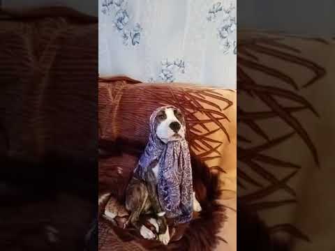 Артистка Гретта 😂#богатыйблогерvsбедныйблогер #смешноевидео #богатыйибедный #blogger #бедный #смешны