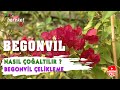 Begonvil Nasıl Çoğaltılır? | Begonvil Çelikleme