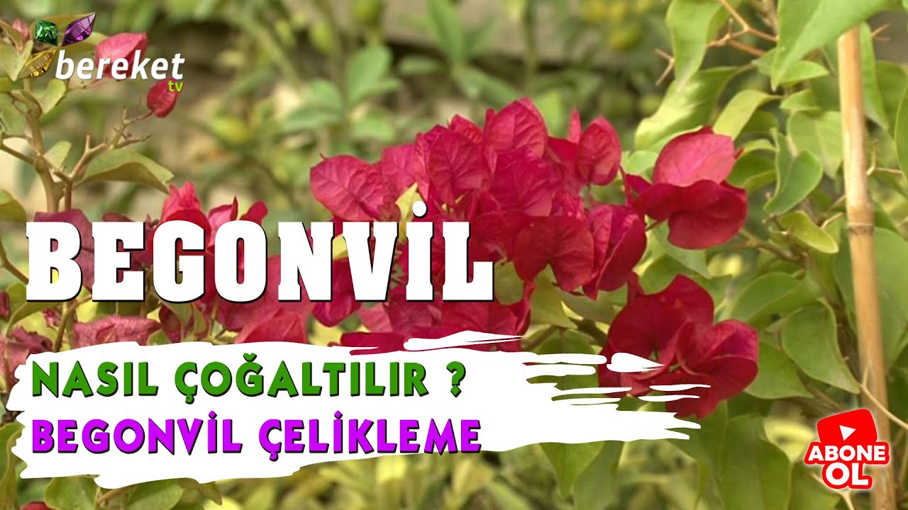 Begonvil Nasıl Çoğaltılır? | Begonvil Çelikleme