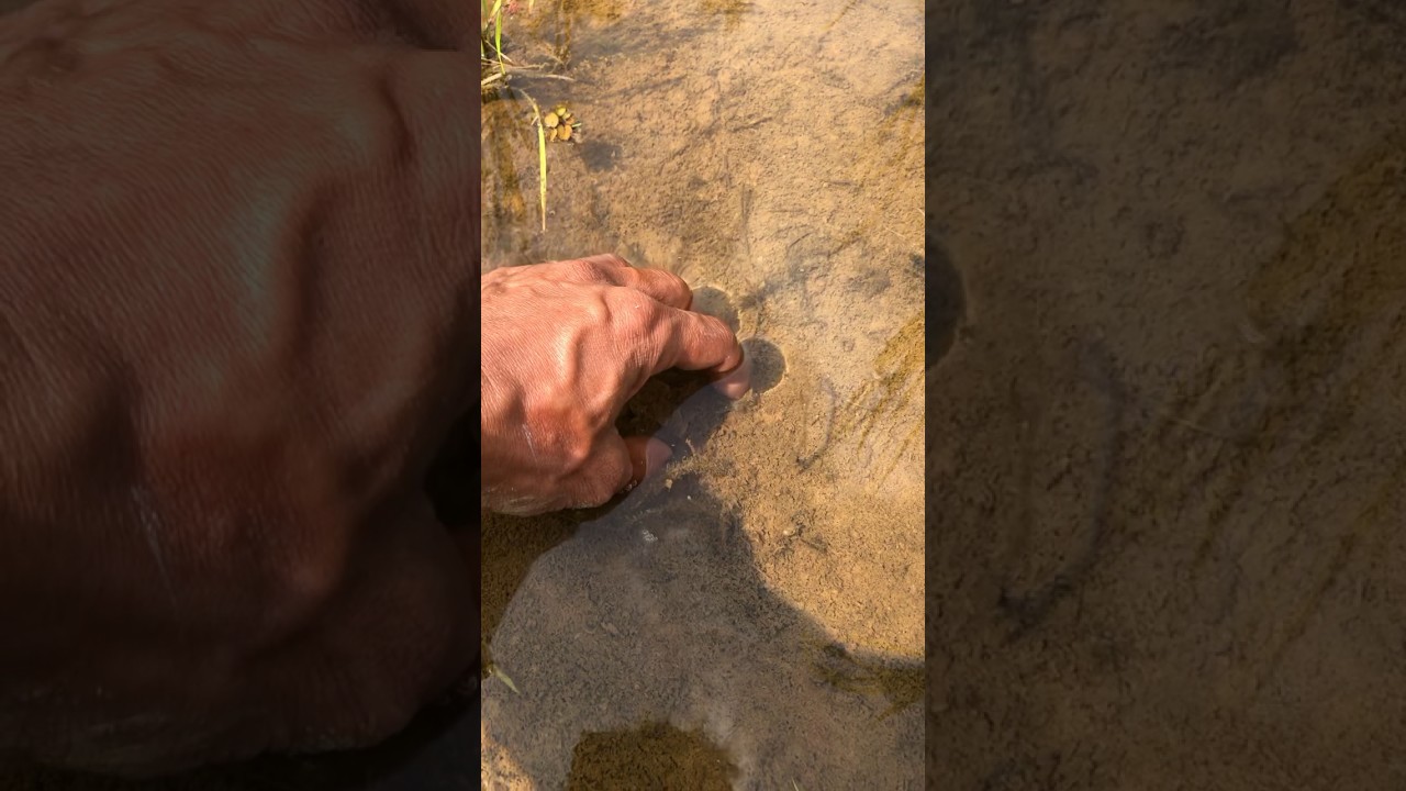 catching rice field frogs