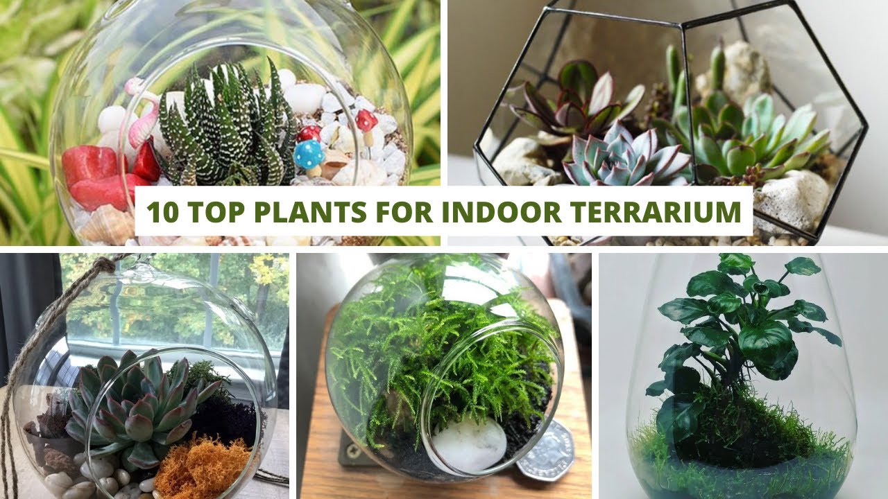 10 Top Plants for Indoor Terrarium YouTube