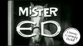 Mr Ed, Wilbur Gets the Message | Classic TV