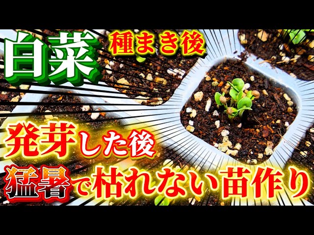Chinese cabbage] Do this once it germinates! We'll explain what