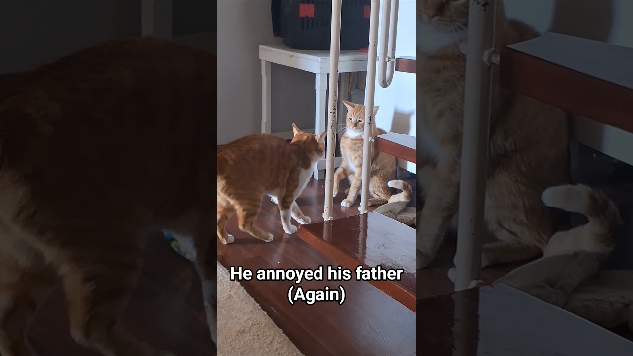 Alpha Cat Corners His Son in an Epic Showdown! 🥊