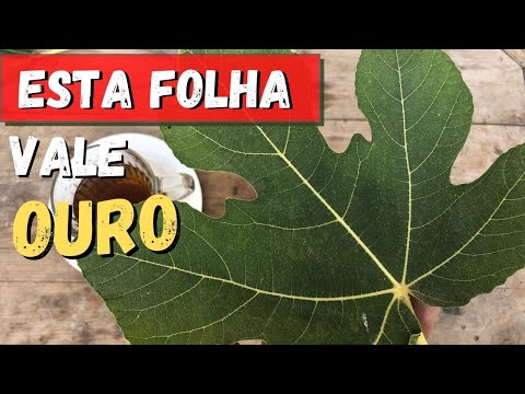 Vídeo: Por que meu marmelo tem folhas marrons: causas para folhas de marmelo marrom