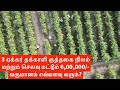 Farmer's income in tomato cultivation in lakhs? how?? Saaho tomato variety  in Tamil