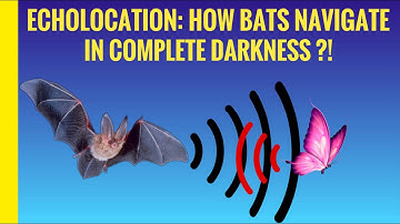 Echolocation: How Bats Navigate In Complete Darkness? | Stupefying Species || Nixapian