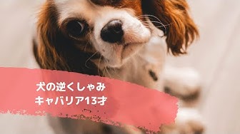 逆くしゃみ Youtube