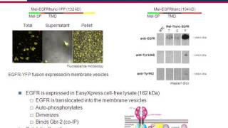 New strategies and technologies for membrane protein expression and analysis screenshot 1