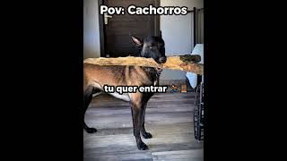 Alexa versão cachorro 🍺🐶 #engraçado #cachorro #shorts