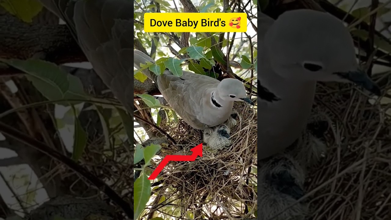 Dove Baby Birds 🥰 