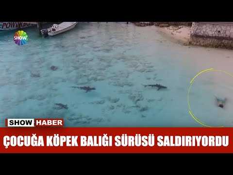 Çocuğa köpek balığı sürüsü saldırıyordu