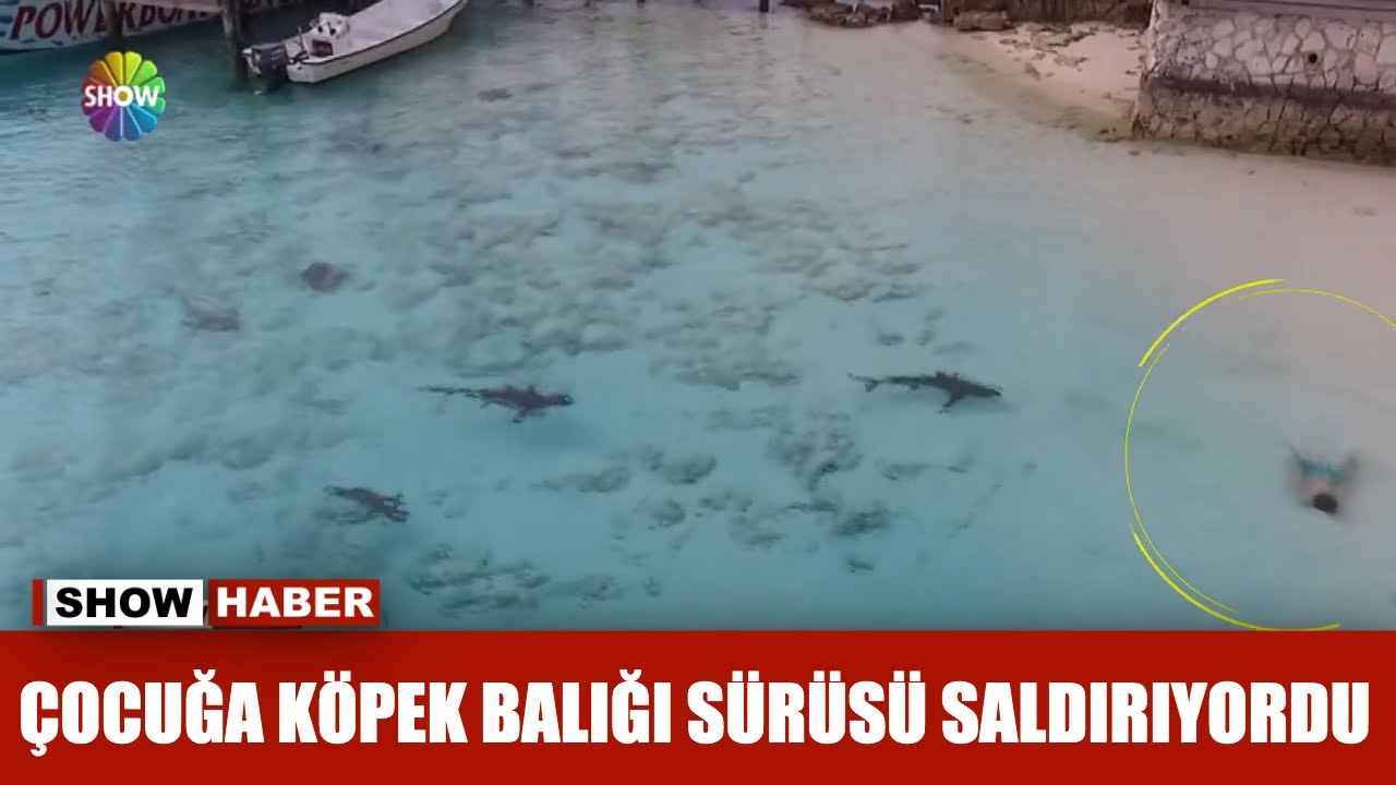 Cocuga Kopek Baligi Surusu Saldiriyordu Youtube